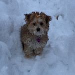 Snickers - @debra.l.greenfield - Instagram