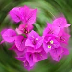 Debra Gross - @debragross1600henrietta - Instagram