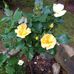 Debbie Groves - Facebook