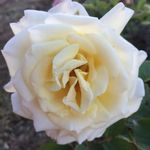 Debra Gutierrez - @mung.oneal - Instagram