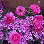 Debra Gwinn Lester - @debra.sue.lester - Instagram