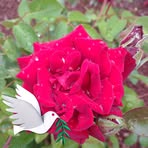 Debra Hedrick - Facebook