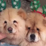 Debra Hegarty - @chow1915 - Instagram
