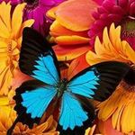Debra Ellison Hershey - @debraellisonhershey - Instagram