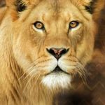 Debra Judah Lioness Hightower - @debrajudahhightower - Instagram