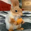 squirrelmasha - @debrahallstrom - TikTok