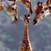 Debbie Holderness - Facebook