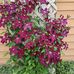Debbie Holz - Facebook