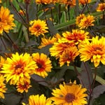 Debra Howe-Niessen - @scissettcommunitygarden - Instagram