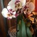 Debra Humbles - Facebook