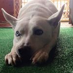 Debra Irving - @debirving - Instagram