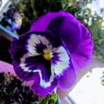 Debra L. Kish - @debra.l.kish - Instagram