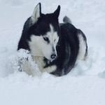 Debra Knudson - @huskylover1960 - Instagram