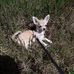 Debra Kummer - Facebook