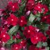 Debbie Lammers - Facebook