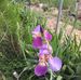 Debra Lance - Facebook