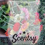 Debra Warren LaRue - @scentlovingal - Instagram