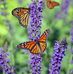 Debra Leeper - Facebook