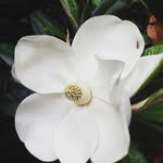 Debra Lilly Huston - @tangolilly42 - Instagram