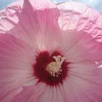 Debra Turner Link - @lauctionaddict - Instagram
