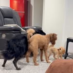 Debra Lutz - @puppypawsjourney22 - Instagram