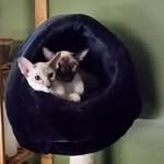 Deborah Maness - @slinkycats02 - Instagram