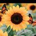 Debra Marez - Facebook