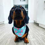 Debra Maxwell - @magnustheminiature - Instagram