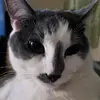 Debra Maxwell Norris - @debra.maxwell.nor - TikTok