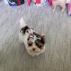 Debra Mccallum - @debramccallum7068 - TikTok