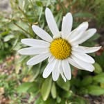 Debra McLean - @debrann1515 - Instagram
