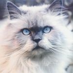 Daiva Debra Minter - @ddminta - Instagram