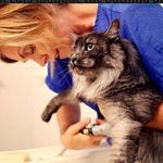Debra Norton, CFMG - @whiskertalescatgrooming - Instagram