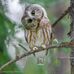 Debra Osborn - Facebook