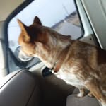 Debra Parham - @debrasmobiledoggrooming - Instagram