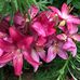 Debra Paschke - Facebook