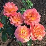 Debra B Pasquale - @queenbebbie - Instagram