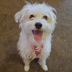 debra pedersen - @bella_pup_pup - Instagram