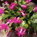 Deborah Perrin - Facebook
