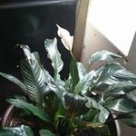 Deborah Pfeiffer - @deborah.pfeiffer.56 - Instagram