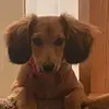 Debra Pfeiffer - @princsespup - TikTok
