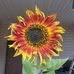 Deborah Ann Pickering - Facebook