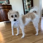 Deborah H. Pilon - @dobby_the_free_jack - Instagram