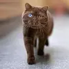 suki - @debrapitcher - TikTok