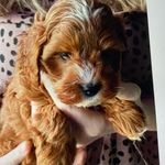 Debra Poole - @debra.poole.9231 - Instagram
