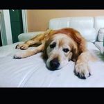 Debra Poon - @poondebra - Instagram