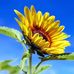 Debra Pullen - Facebook