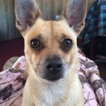 Debra Putman - @putmandebra - Instagram