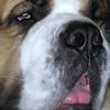 Dude - @debraputman6 - TikTok