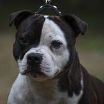 Debra Radcliffe - @heapsohart - Instagram